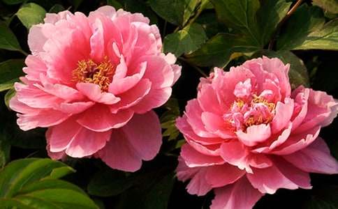 精选牡丹花小学作文合集5篇