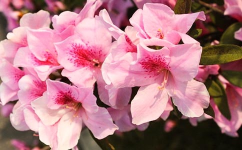 ��д�ž黨�������ӣ���ѡ170�䣩