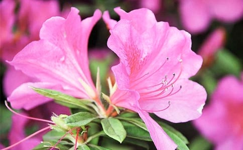 关于描写杜鹃花的优美句子