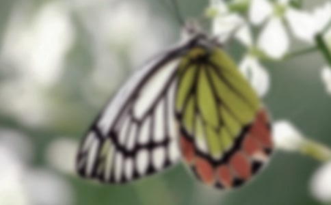 描写蝴蝶的优美句子大全