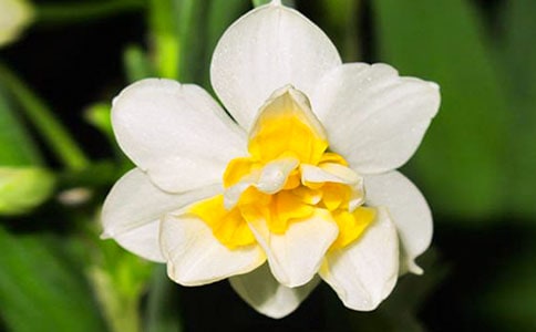 水仙花不开花的原因及解决方案