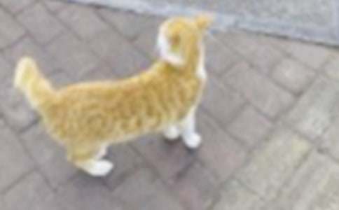 小猫小学作文五篇
