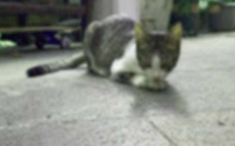 关于小学小猫作文合集7篇
