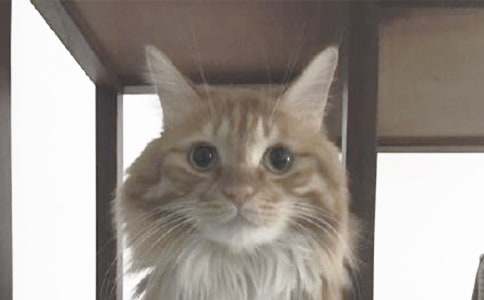 实用的有趣的小猫二年级作文3篇