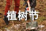 植树节活动总结