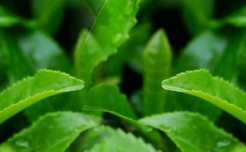 ��ҶӪ���ƹ㷽������(5ƪ)