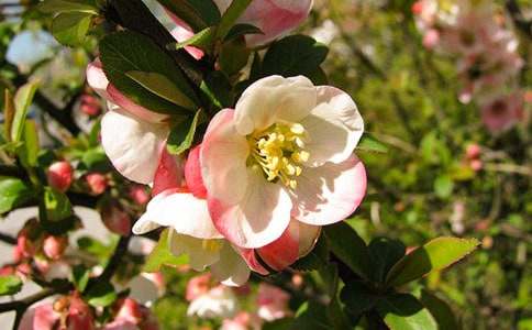 描写大鱼海棠的优美句子