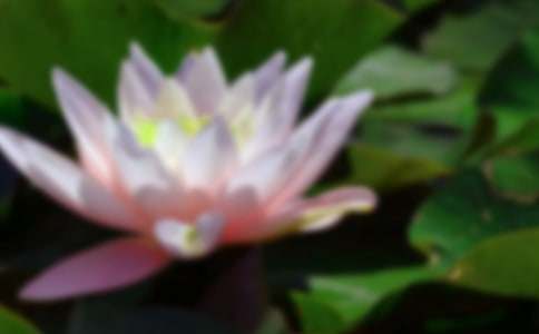 �ɻ�Сѧ����600�ֽ�����ƪ