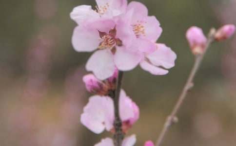 2022年常用花朵优美句子摘录39条