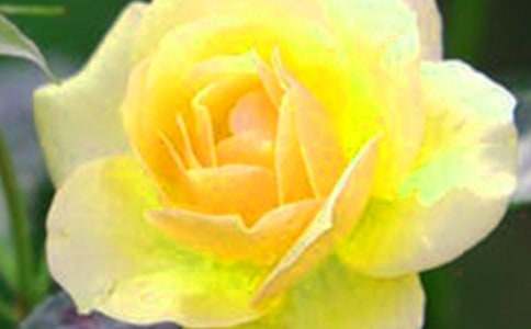 经典花朵优美句子集合50条