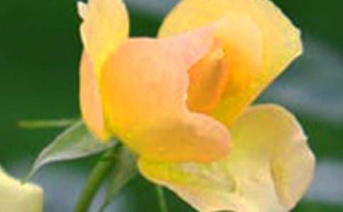 实用的花朵优美句子38句