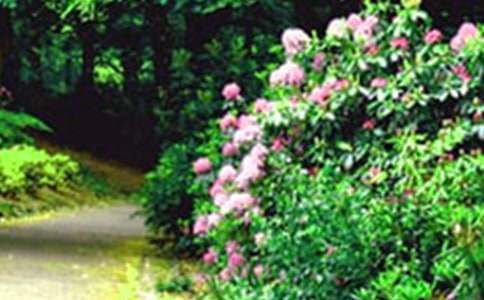 【精华】花园写景的作文十篇