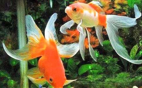 小学作文:小金鱼