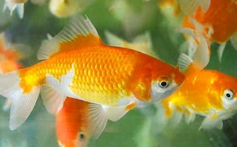 С�������꼶���ĺϼ�6ƪ