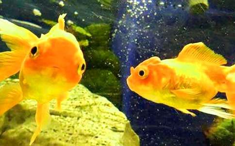 可爱小金鱼二年级作文汇总六篇