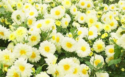 �ջ�Сѧ����