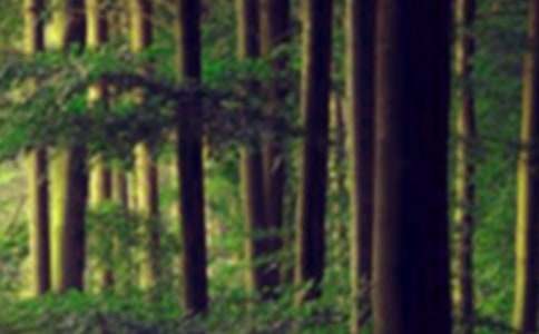 ���ڸ���ɭ�ַ������İ�ƪ