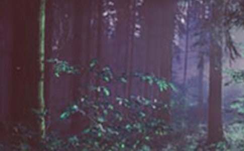 关于高中森林防火作文汇编5篇