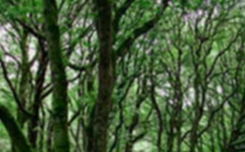 ����ɭ�ַ������Ļ��ܰ�ƪ