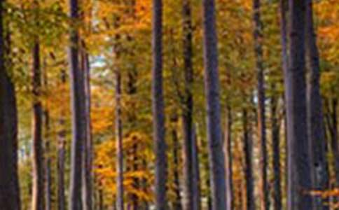 ɭ�ַ��𷽰�