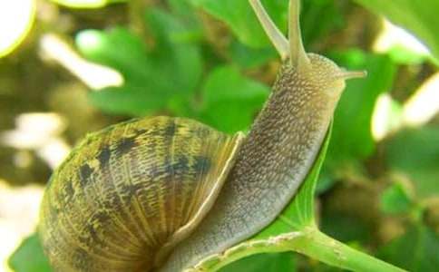 ��ѡ��ţСѧ��������ƪ