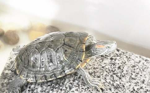 С�ڹ���꼶���Ļ��7ƪ