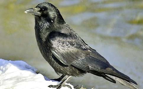 ��ѻ��ˮСѧ���� 