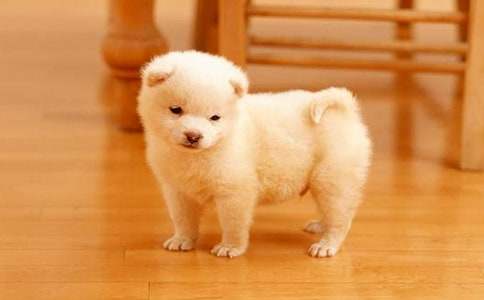 ������С��Сѧ����(����15ƪ)