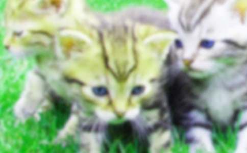 ����СèСѧ����400�ֺϼ���ƪ