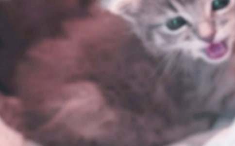 ����ѡ��СèСѧ����300�ֺϼ�5ƪ