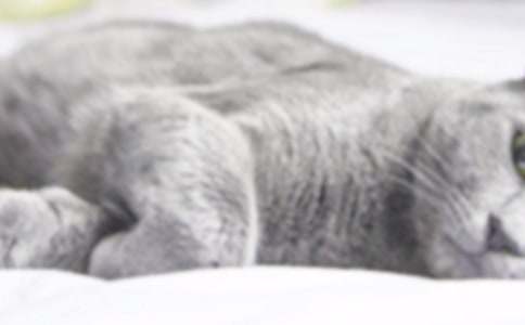 ����СèСѧ����600�ּ�����ƪ