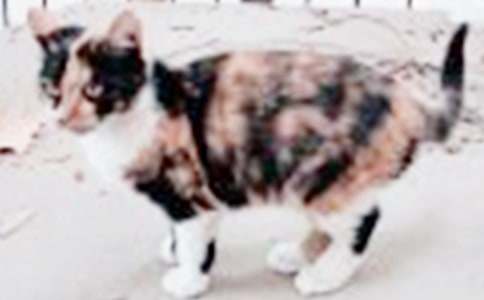 ����ѡ��СèСѧ���Ļ��ʮƪ