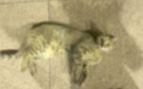 ���Ƽ���СèСѧ����300�ּ���9ƪ