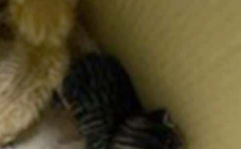 �����š�СѧСè���ļ���ʮƪ