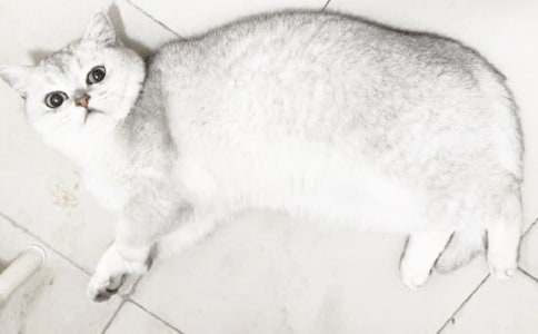 ����ѡ��СѧСè���ļ��ϰ�ƪ