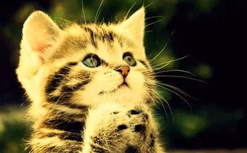 ����ѡ��СèСѧ����300�ֽ���8ƪ