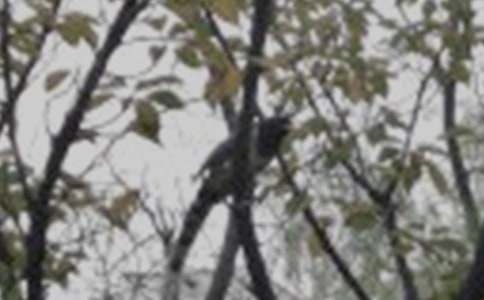 ���ر������꼶С�������3ƪ