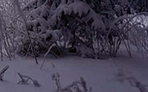 2021���ʮ�Ľ���Сѩ�ݽ��壨��ѡ7ƪ��