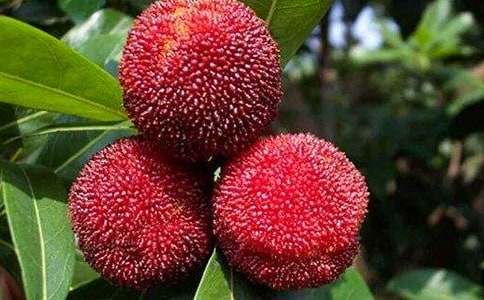 摘杨梅心情的优美句子