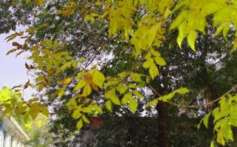 �簲�װ����ʺ���