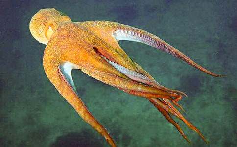 固执老头章鱼哥-写人作文