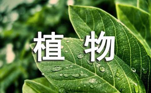 关于二年级植物作文四篇