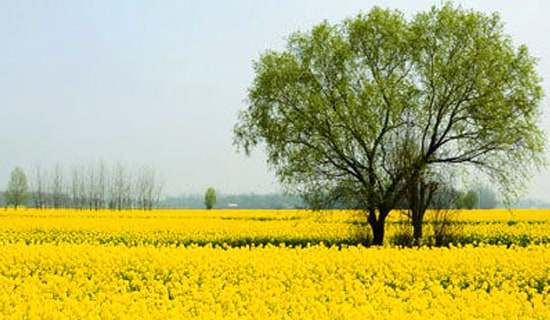 �йش��η�����ƪ